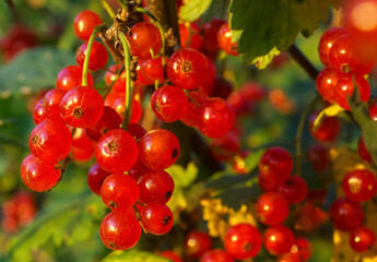 Bunches of red currants on a bush in the rays of the sun at sunset. .Summer, harvest, fruits and berries.