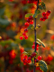 Bunches of red currants on a bush in the rays of the sun at sunset. .Summer, harvest, fruits and berries.