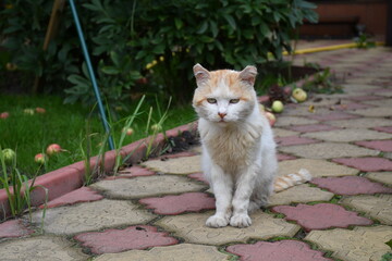 Old white cat with red spots on the path, lined with shaped tiles, in the autumn garden in the...