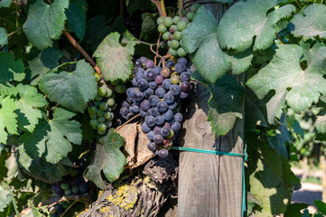 Bunches of red wine merlot grapes ripening on vineyards near Terracina, Lazio, Italy