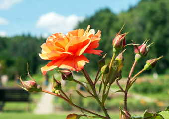 Orange roses with unopened buds in a flower bed against the blue sky.