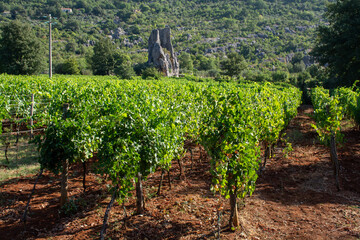 Fototapeta na wymiar View on green vineyards in mountains near Terracina, Lazio, wine making in Italy