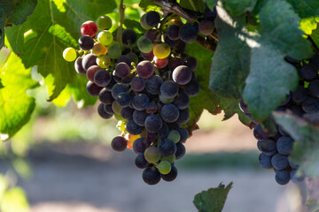 Fototapeta premium Bunches of red wine merlot grapes ripening on vineyards near Terracina, Lazio, Italy