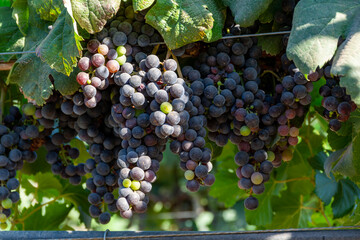 Bunches of red wine merlot grapes ripening on vineyards near Terracina, Lazio, Italy