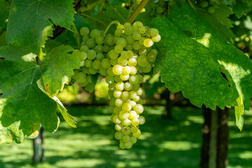 Bunches of white wine muscat grapes ripening on vineyards near Terracina, Lazio, Italy