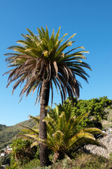 Fototapeta na wymiar Palm tree in Masca village,