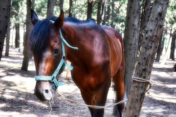Fototapeta premium A bright brown healthy young horse tied to a tree in the forest