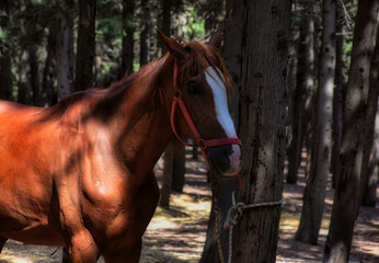a healthy bright-skinned brown horse