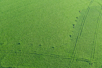 Fototapeta Uprawa kukurydzy. Pole uprawne sfotografowane z wysokości przy użyciu drona. obraz