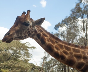 Giraffes on Kenyan Safari