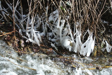 The spring mountain river washes over the icy roots of plants, grasses, and melting snow.