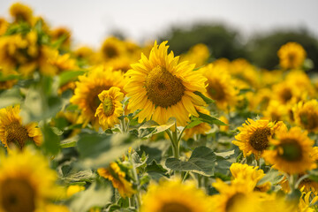 Sunflower agriculture field close up. 