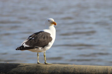 Bird life at the coast 