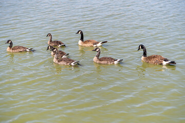 Grown Canadian goslings swim with their parents on the lake. 