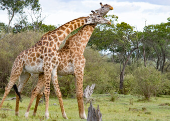 Giraffes on Kenyan Safari