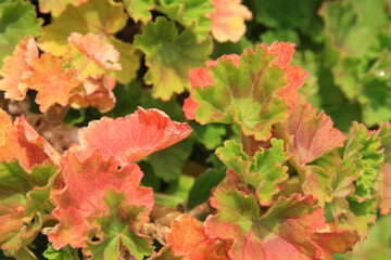 Green and red leaves background with natural sunlight