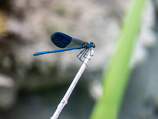 close up of a dragonfly