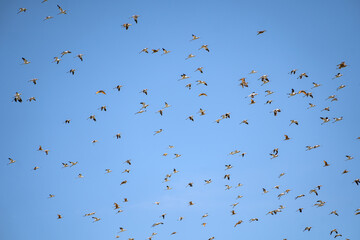 The flock of American Avocets (Recurvirostra americana) flying in the blue sky. Baylands Nature Preserve, Santa Clara County, California