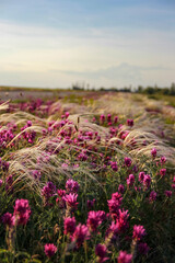 Blooming field with herbs and flowers, feather grass and pink flowers in the rays of the sunset