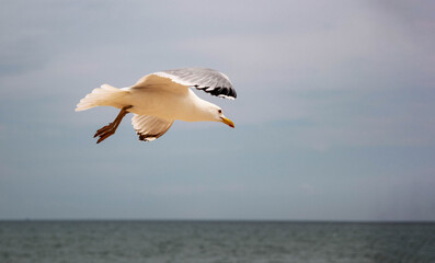 Fototapeta na wymiar Ivory gull flies over the sea in search of food