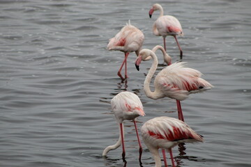 Bird life at the coast 