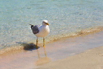 Seagull on the tropical sandy beach in Crete.