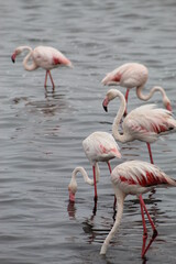 Bird life at the coast 