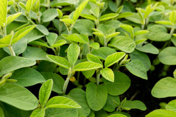 Fototapeta na wymiar Soybean sprouts are young green on the field. Concept of organic farming, agriculture.