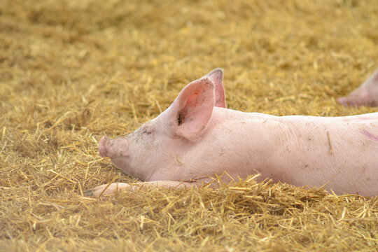 a pig is sleeping on dry straw on a farm.