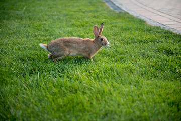 Wild rabbit in a green meadow. Brown Hare
