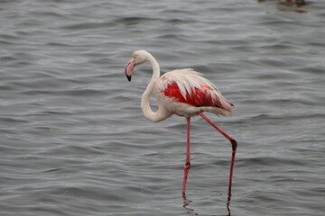 Obraz premium Bird life at the coast 