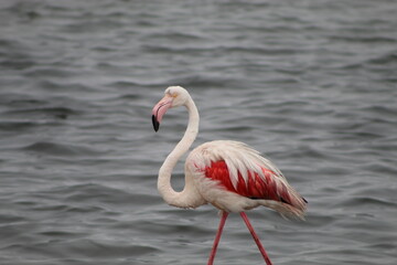 Bird life at the coast 