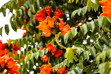 papaya blossom