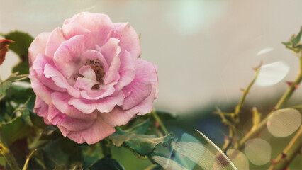 Macro shot of a big pink rose and bokeh background