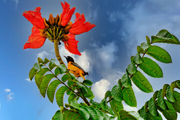 papaya bird I