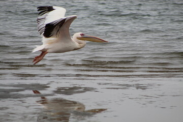Fototapeta na wymiar Bird life at the coast 