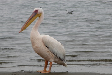 Bird life at the coast 