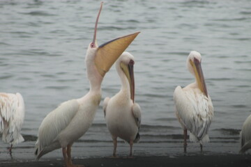 Bird life at the coast 