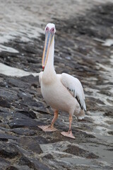 Bird life at the coast 