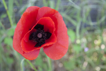 Poppy flower close-up. Isolated Red flower on green blurry nature