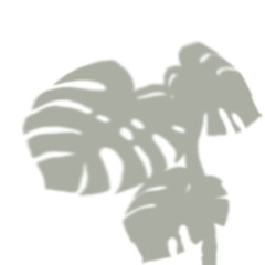 Abstract tropical monstera leaf shadow on white wall