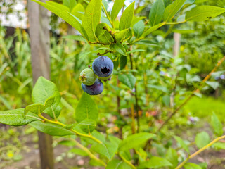 Blueberries - delicious, healthy berry fruit.High huckleberry bush. Blue ripe fruit on the healthy green plant. Food plantation - blueberry field, orchard.Ripe blueberry cluster on a blueberry bush.