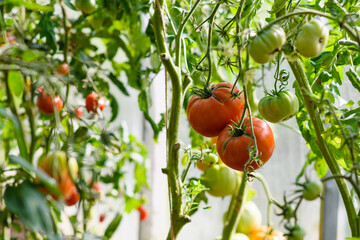 Two ripe large tomatoes with cracks on the background of the greenhouse. The problem with growing quality vegetables for canning. Selective focus