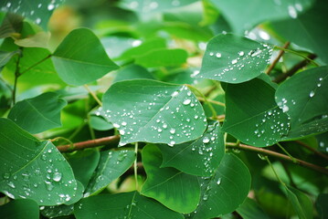 雨上がり