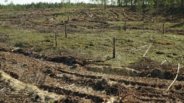 Aerial low slow flight over clearcut logging site in Sweden, tractor trails in forest after clearcutting. High tree stumps left for wild birds feeding by tree bugs living in old trees. Lapland