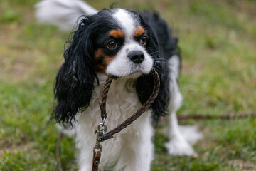 The dog of the Cavalier King Charles Spaniel breed holds a collar with a leash in his mouth, is...