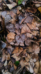 Autumn feelings