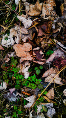 Autumn feelings III