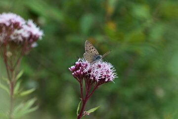 butterfly on flower