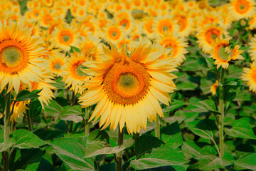 Sunflower field with many yellow flowers.